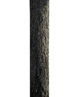 Trunk of a Tree Isolated On White Background photo