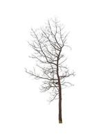 Tree that are isolated on a white background are suitable for both printing and web pages photo