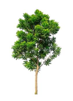 Tree that are isolated on a white background are suitable for both printing and web pages photo