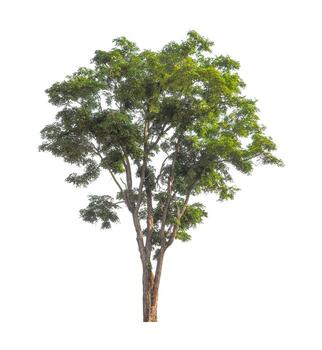 Tree that are isolated on a white background are suitable for both printing and web pages photo