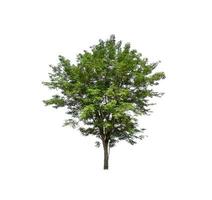 Tree that are isolated on a white background are suitable for both printing and web pages photo