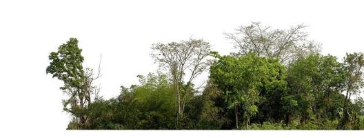 árboles verdes aislados en fondo blanco.son bosques y follaje en verano tanto para impresión como para páginas web con ruta de corte y canal alfa foto