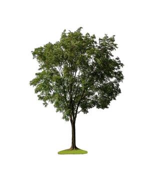 Tree that are isolated on a white background are suitable for both printing and web pages photo