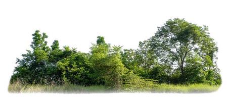 árboles verdes aislados sobre fondo blanco. bosque y hojas en hileras de árboles y arbustos de verano foto