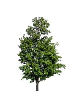 Tree that are isolated on a white background are suitable for both printing and web pages photo