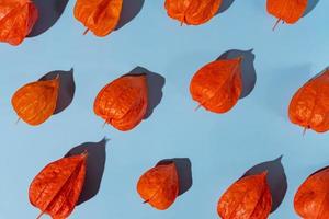 Group of whole fresh orange physalis on blue background. Flat lay, pattern. Autumn layout with physalis photo