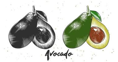 Vector engraved style illustration for posters, decoration and print. Hand drawn sketch of avocado in monochrome and colorful. Detailed vegetarian food drawing.