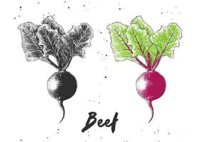 Vector engraved style illustration for posters, decoration and print. Hand drawn sketch of beet in monochrome and colorful. Detailed vegetarian food drawing.