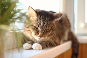 Adorable short haired brown tabby cat with green eyes is resting at the morning on windowsill near to pot plant. photo