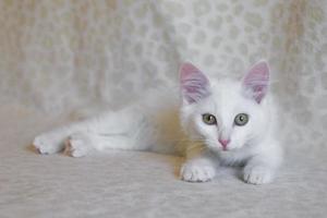 Cute little fluffy white kitten is lying on sofa at home. photo