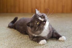 Beautiful fluffy gray and white domestic cat is resting at home. photo