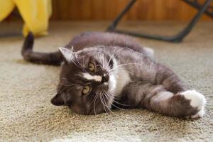 Beautiful fluffy gray and white cat is resting on balcony in sunlight. Morning lazy vibes. photo