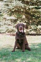 Portrait of chocolate Labrador retriever dog on a walk in the summer park. photo