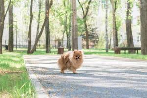 lindo cachorro pomeranian spitz perro está caminando en un parque. foto