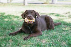 El perro labrador de chocolate está jugando con un juguete en un césped. foto