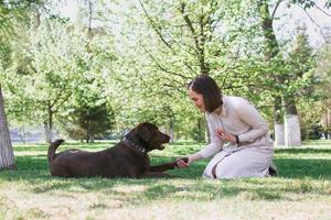 Young Caucasian woman is playing with puppy of chocolate Labrador retriever in summer park. Dog is giving a paw its owner. photo