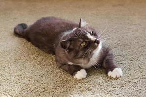 Beautiful fluffy gray-white cat is resting at home. Morning lazy vibes. photo