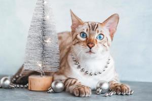 Portrait of beautiful Bengal cat with blue eyes and with Christmas decorations on gray background. photo