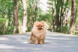 Portrait of cute orange Pomeranian dog in summer park. Pomeranian Spitz on a walk. photo