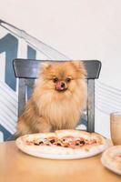 Pomeranian Spitz is sitting in cafe with pizza and cup of coffee. Junk food for concept. Dog friendly cafe. photo