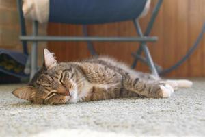 Cute short haired brown tabby cat is dozing on a floor in living room in sunshine. photo