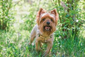 perro yorkshire terrier en miniatura en follaje de verano con flores. vibras de verano. foto