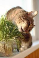 retrato de gato atigrado marrón y blanco sentado cerca de la ventana y comiendo hierba para mascotas. foto