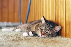 Cute short haired brown tabby cat with green eyes is resting on a floor in balcony. photo