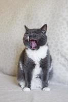 Adorable chubby white-blue cat with open mouth. Sleepy cat is yawning. photo