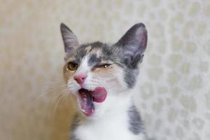 Portrait of little tricolor kitten with open mouth. Cat smacking her lips tongue out. photo