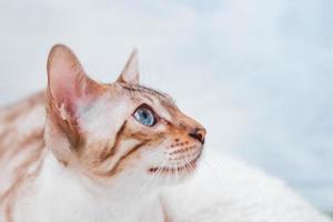 Close up portrait of silver tabby Bengal cat with beautiful blue eyes on white soft plaid. photo