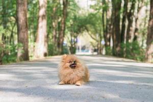 Portrait of cute orange Pomeranian dog in summer park. Pomeranian Spitz on a walk. photo