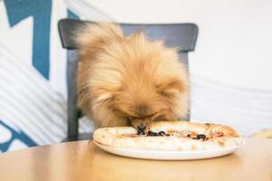 Small orange Pomeranian Spitz is sitting in cafe. Dog eating pizza at the table. Dog friendly cafe. photo