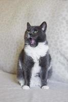 Adorable chubby white-blue cat with open mouth. Sleepy cat is yawning. photo