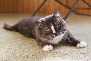 Beautiful fluffy gray-white cat is resting at home in sunlight. Morning lazy vibes. photo
