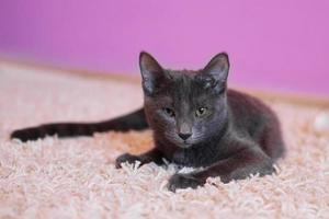 Portrait of cute Russian blue cat on pink plaid on a background of purple wall. photo