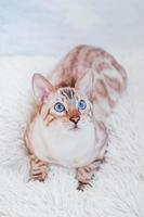 Young silver tabby Bengal cat with beautiful blue eyes on white soft plaid. photo