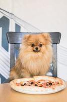 spitz pomeranian está sentado en un café con pizza. comida chatarra por concepto. cafetería para perros. foto