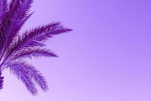 Branches of palm tree toned in proton purple color photo