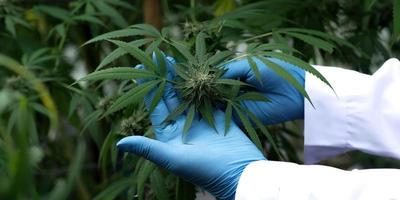 Cannabis leaves holding by hand wearing protecting glove photo