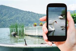 turista toma una foto de cisnes en el lago, baviera