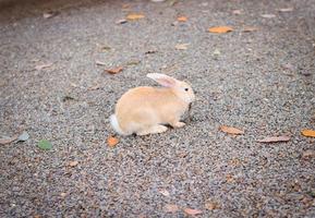 lindo conejo en el zoológico. concepto de animal de compañía foto