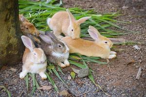 cute rabbit in zoo. pet animal concept photo