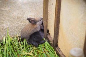 lindo conejo en el zoológico. concepto de animal de compañía foto