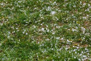 granizo de hielo blanco sobre la hierba verde después de la tormenta de verano foto