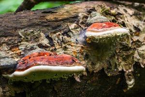 A pair of bracket fungus Ganoderma Applanatum on deat tree trunk with leading water drops. Closeup with selective focus. photo