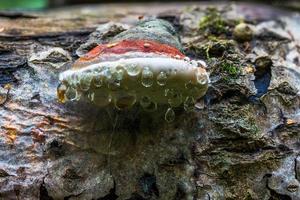 Bracket fungus Ganoderma Applanatum on deat tree trunk with leading water drops under hat. Closeup with selective focus. photo