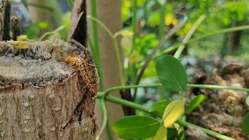 malacosoma tigris ou lagartas podem ser vistas rastejando em troncos de árvores. a cor é muito bonita, mas coceira ao toque. video
