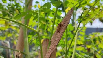 malacosoma tigris ou des chenilles peuvent être vus rampant sur les troncs d'arbres. la couleur est très jolie mais gratte au toucher. video