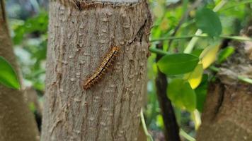 malacosoma tigris ou lagartas podem ser vistas rastejando em troncos de árvores. a cor é muito bonita, mas coceira ao toque. video